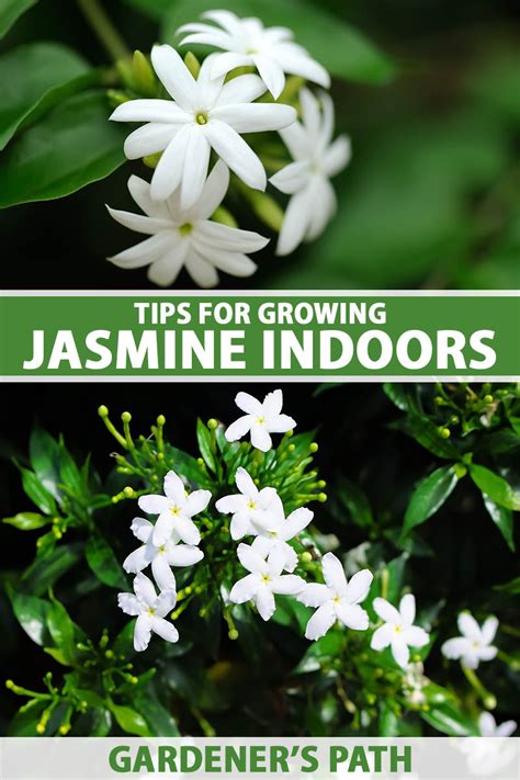 jasmine live|Tips for Growing Jasmine Indoors .